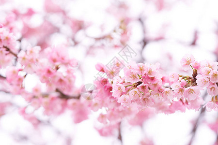樱花树上的粉红色樱花图片