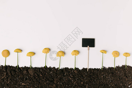 菊花种植基地黄菊花在地上的顶视图空白黑背景