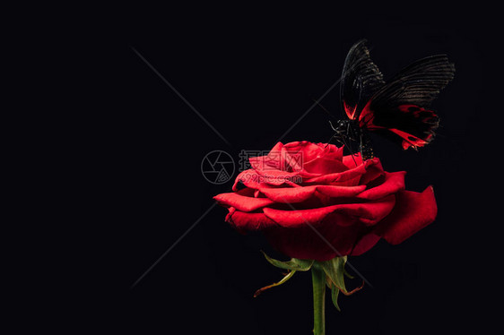 在黑色隔离的红玫瑰上近距离观图片