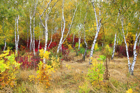 金秋美丽的秋风明亮的红树图片