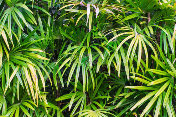 绿叶自然植物背景纹理图片