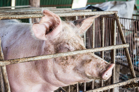 农村有机农场的脏猪养猪业图片