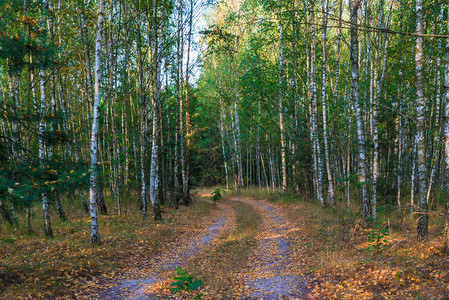 俄罗斯秋天森林图片