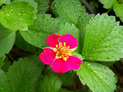 花园雨后美丽的红草莓花图片