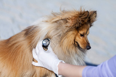 对设得兰群岛牧羊犬进行医疗健康检查图片