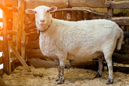 将一只年轻的白羊或小白羊在锯木屑地板上一间房图片