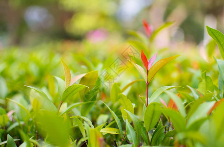 这是Ixora叶子的特写照片它的花叫做针叶图片