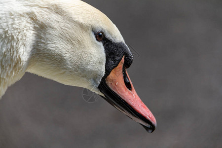 Cygnusolor天鹅头特写在喙的基部有特征生长物在图片