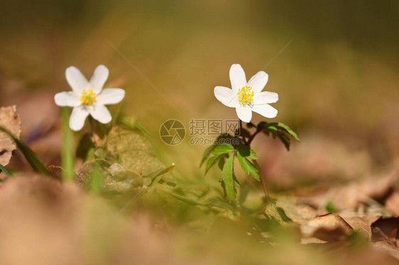 春天草丛中的白花海葵Isopyrumthalictroides图片