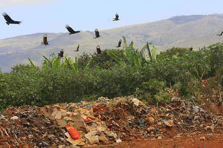 巴西农村垃圾区的垃圾和秃鹰图片