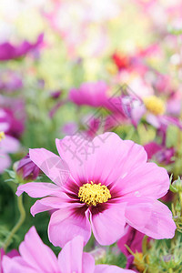 粉红的宇宙花朵菊花在背景图片