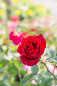 花园里美丽的玫瑰情人节的图片