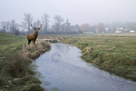 英国乡村寒冷多雾的冬季景观中的马鹿雄图片