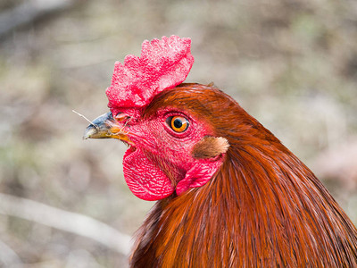 一只雄鸡或公鸡的头部肖像图片