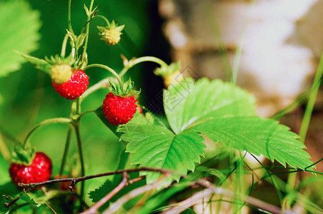 桦树下森林中的草莓丛俄罗斯图片