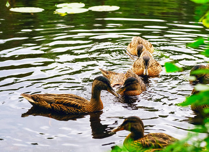 野鸭在湖中游泳俄罗斯图片