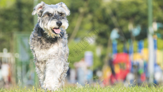 快乐的迷你Schnauser小狗跑步时图片