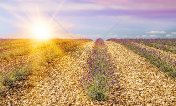 普罗旺斯田野上的薰衣草丛组成在薰衣草紫色花朵的日落法国图片