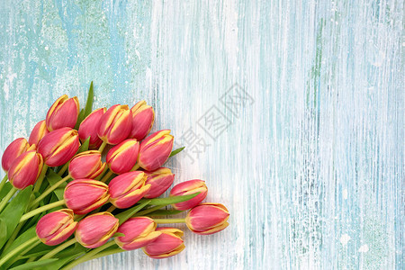 蓝色木制背景上的红色郁金香假日背景复制空间顶视图生日母亲节图片