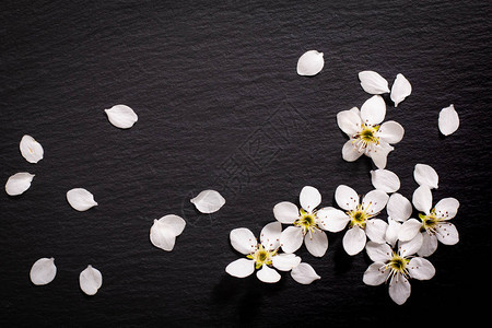 或任何产品在黑板石上带有复制面积的白梨花的背景春季和夏季节图片