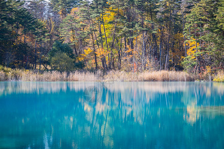 福岛省Urabandai地区的蓝色池图片