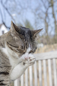 可爱的小猫在花园图片