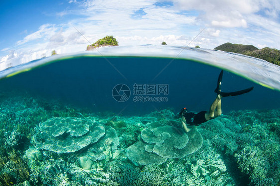 Ampat兴旺的浅健康的珊瑚礁图片