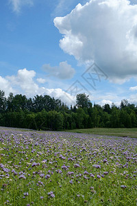 紫罗兰花phaceliaPhaceliatanacetifolia图片