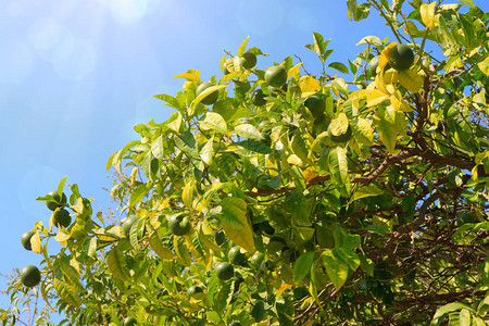 新的绿色柠檬树和柠檬水果以及图片