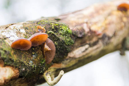 生长在森林树枝上的野蘑菇图片