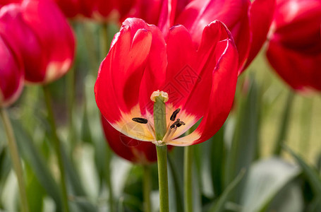 红郁金香花朵图片