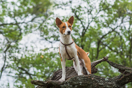 勇敢的巴森吉犬站在树枝上向下看图片