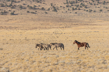 犹他州沙漠中的一群野马图片