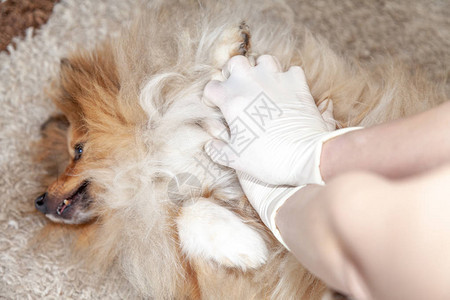 对一只小型设得兰群岛牧羊犬进行急救复苏图片