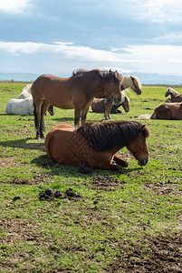 在冰岛的牧场里图片