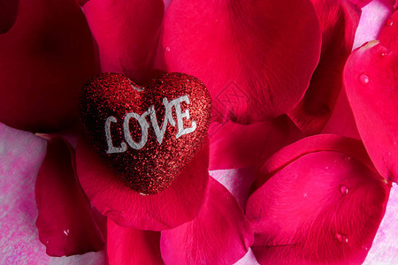 与玫瑰花瓣的爱情概念图片