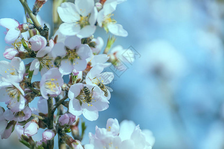 杏仁和蜜蜂收集花蜜图片