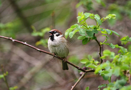 鸟器上的松麻雀高清图片白的绿色的麻雀高清图片自然栖息地树麻雀的