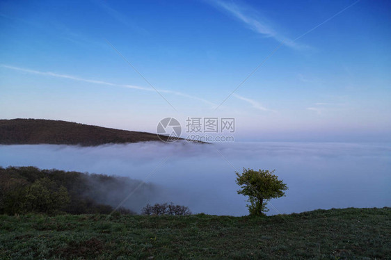 雾天山上的树图片