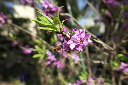 在春天寻找花蜜的野独生蜜蜂寻找春光中盛图片