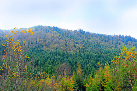 山上覆盖着云杉森林景观有枞树的野生绿色森林针叶林喀尔巴阡山脉针图片