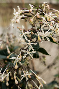 白花Clerodendr图片