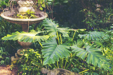 室内风格绿色生态环境有植物刺树的图片