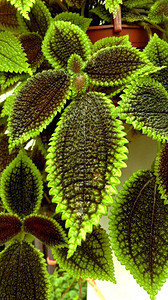 一种长绿叶的室内植物蕨类植物前景图片