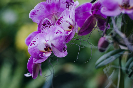 紫兰花在植物园关闭图片