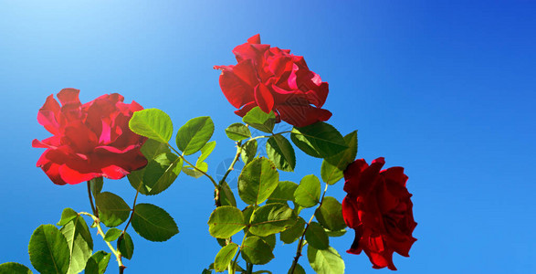 蓝色天空背景的红玫瑰红色攀登在蓝色天图片