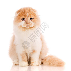 动物猫宠物概念白色背景上的苏格兰折耳猫孤立在白色背景上的可爱图片