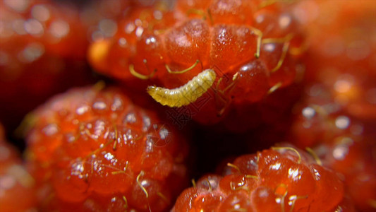 水果蠕虫爬入腐烂的草莓电影背景宏观视野关闭图片