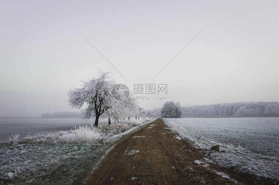 通向森林的道路有积雪树和图片