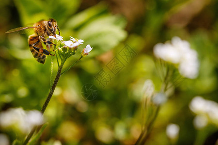 白花蜜蜂收集花粉和花蜜在蜂图片